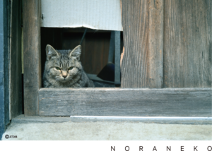 野良猫1