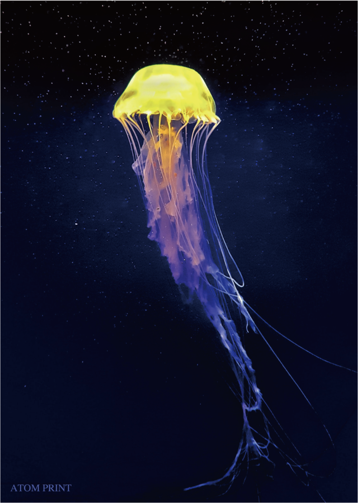 クラゲに関連する記事 アトムプリント 大阪でのオリジナルtシャツ作りならアトムプリント