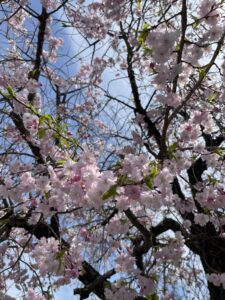 【春】さくら・桜・サクラ【新年度】