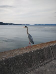 とある漁港でストーカーされました・・・（アトムプリント工場)