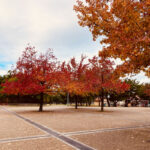 【アトムプリント】紅葉ちょっと見れました〜🍁