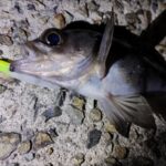 春告魚到来！【メバルプラッキング】