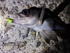 春告魚到来！【メバルプラッキング】