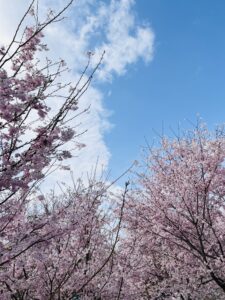 【卒業】おめでとうございます！！【入学】【新入社】