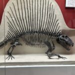 自然史博物館🦕