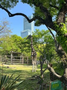 【アトムプリント】天王寺動物園【大阪】