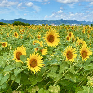 【来年の夏イベントの参考に】ひまわりの丘公園（兵庫県小野市）に行ってきました！