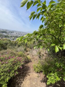 京都の山でリフレッシュ散歩