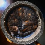 ねこになりたい