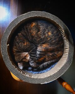 ねこになりたい