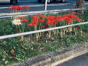 【アトムプリント】白い彼岸花✨