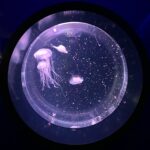 行楽の秋～【アトムプリント】