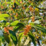 【アトムプリント】今年初めての金木犀