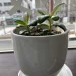 植物のエネルギー