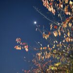 本日11月7日は【立冬】