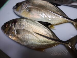 メッキという魚