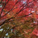 紅葉狩り【もみじがり】