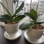 本年もよろしくお願いいたします🐎