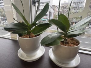 本年もよろしくお願いいたします🐎